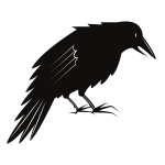 Black crow